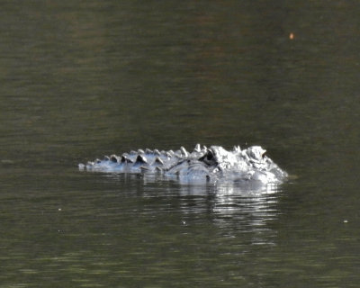 Gator head - DSCN4790