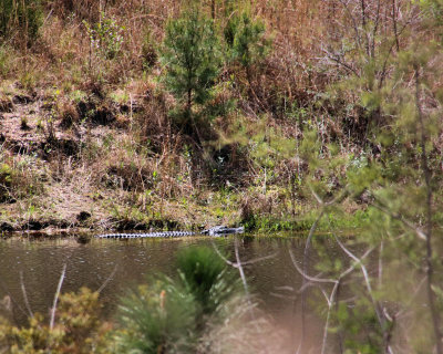 Along the bank - IMG_5945 