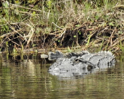 Gator along shore - DSCN4860