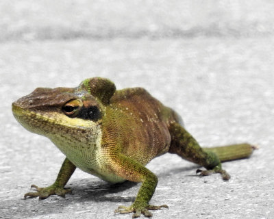 Lizard - DSCN4848 