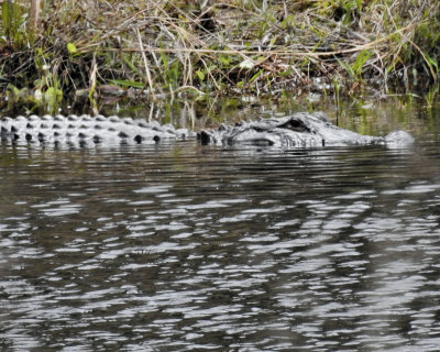 Gator - DSCN4837