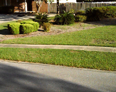 Neighbor's yard - PICT0006