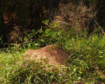 Large Ant Hill - DSCN5152 