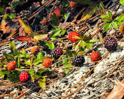 Blackberries - DSCN5156
