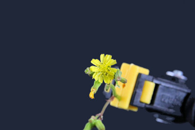 Prickly Lettuce weed flower- IMG_6232