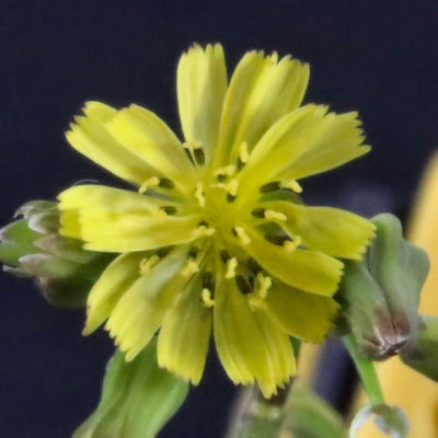 Cropped - IMG_6232