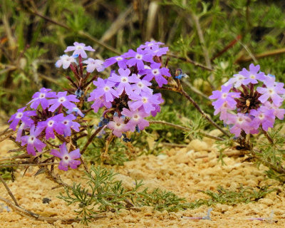 Wild pink phlox - DSCN5268