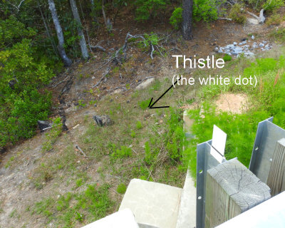 02 - white thistle - DSCN5236