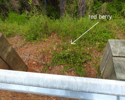 03 - red berry - DSCN5231