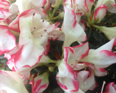 iPhone5 - 03 - closeup - IMG_0920
