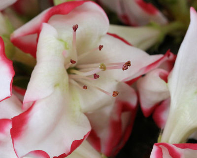 Macro 100 - 03 - closeup - IMG_8860
