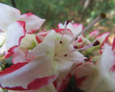 SX50 - 05 - closeup - IMG_6238