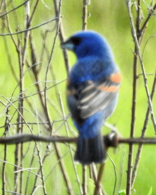 Blue Grosbeak - DSCN6263 