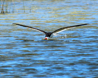 Black Skimmer - IMG_7371