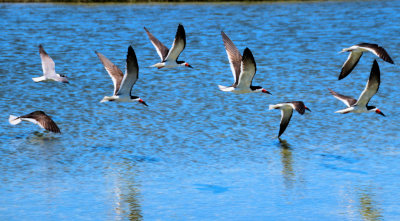 Black Skimmers in Formation - IMG_7342