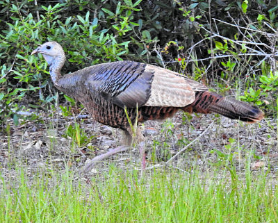 Wild Turkey - DSCN6601