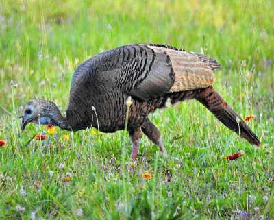 Wild Turkey - DSCN6586 