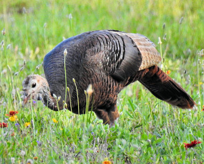 Wild Turkey - DSCN6582