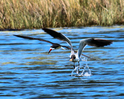 Two touching down - IMG_7313