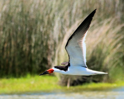 Black Skimmer in flight - IMG_7273 