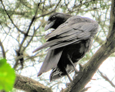 Crow - IMG_6267