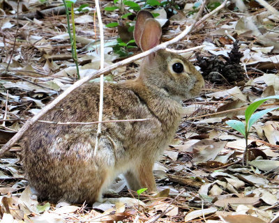 My Neighborhood Rabbit - IMG_6262