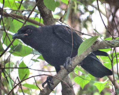 Crow - IMG_6256 