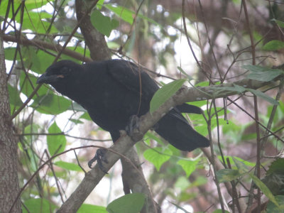 05a - original - IMG_6256