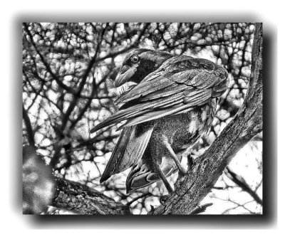 Eerie Crow - IMG_6267