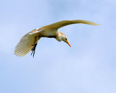 01a - in flight cropped - IMG_8131