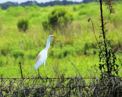 02 - on fence - IMG_8141
