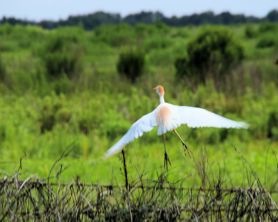 02b - flight - IMG_8142