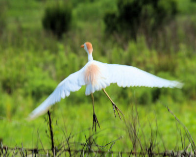 02c - flight cropped - IMG_8142