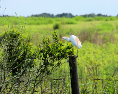 03 - on fence - IMG_8160