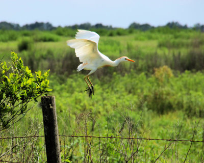 04 - flight - IMG_8161
