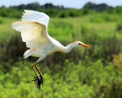 04a - flight cropped - IMG_8161