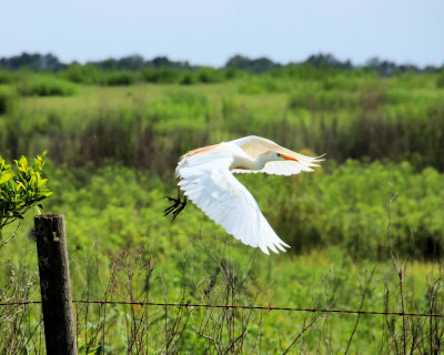 05 - flight - IMG_8162