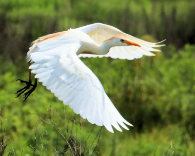 05a  - flight cropped - IMG_8162
