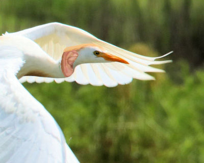 Cattle Egret's Ear - IMG_8162.JPG