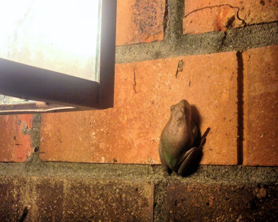 01 - Tree Frog - IMG_1196
