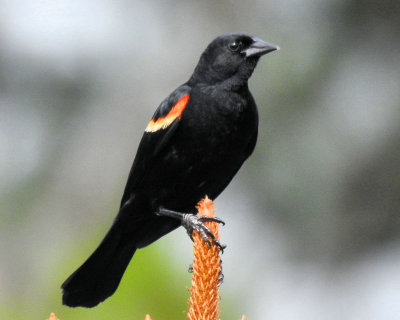 Red Winged Blackbird - DSCN7501