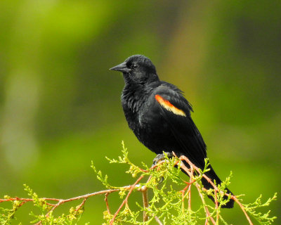 Red Winged Blackbird - DSCN7498