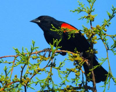 Red Winged Blackbird - DSCN7714