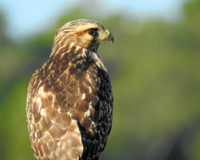 Hawk profile - DSCN7784
