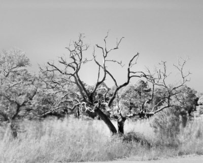 07 - bare tree - IR - IMG_1643.JPG