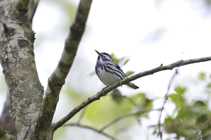 Black & White Warbler (Male)