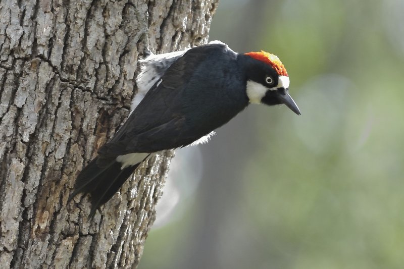 Acorn Woodpecker