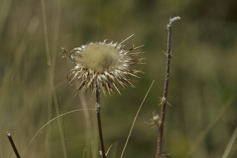 Nesting Material