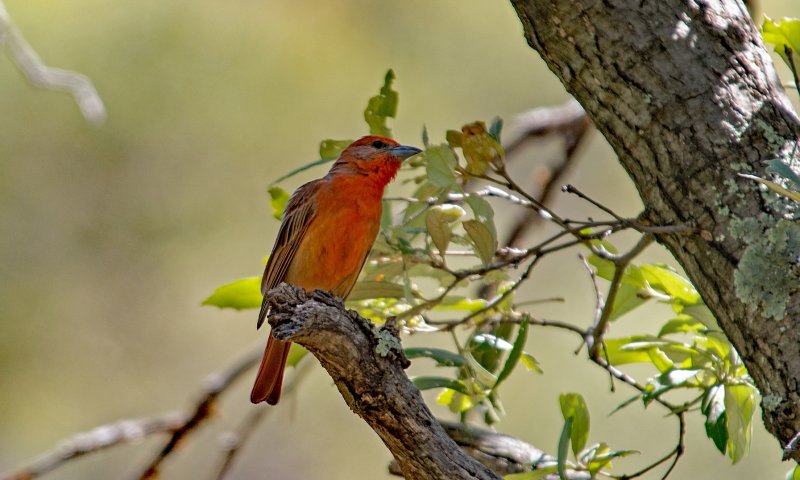 Hepatic Tanager (Male)