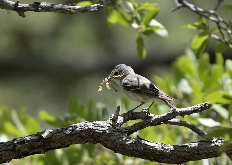 Plumbeous Vireo